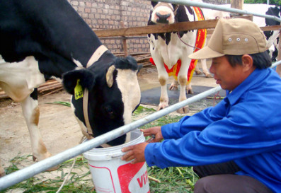 Bò sữa ở Mộc Châu (Sơn La) được bảo hiểm nông nghiệp từ 7 năm nay nên nông dân yên tâm chăn nuôi, sản xuất sữa.
